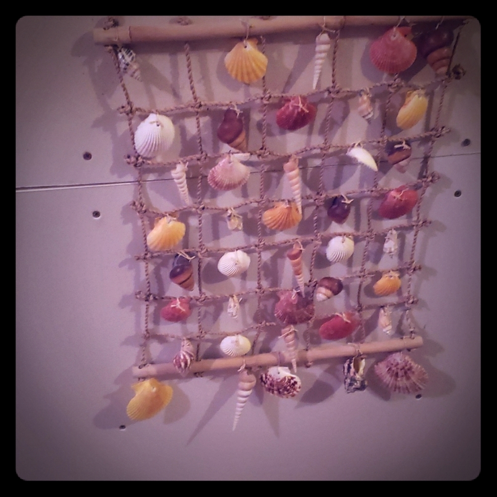 Sea shells from the ocean